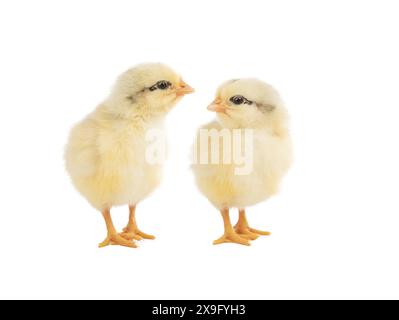 two chickens isolated on white background Stock Photo