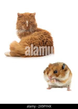 orange cat and syrian hamster isolated on white background Stock Photo