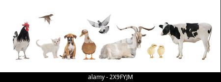 group of pets isolated on white background Stock Photo