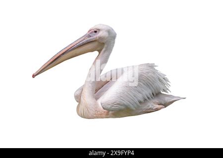 pink pelican floating on water isolated on white background Stock Photo