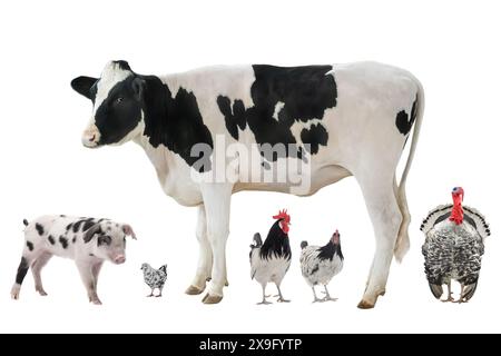 pets isolated on white background Stock Photo