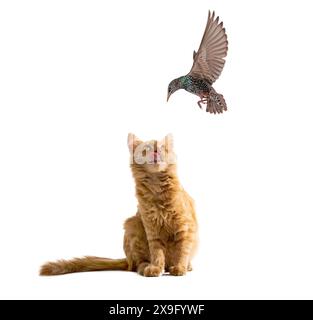 Ginger cat prepares to jump and wants to catch a starling isolated on white background Stock Photo