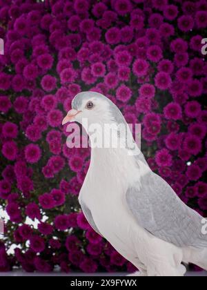 beautiful white dove on a background of purple chrysanthemums Stock Photo