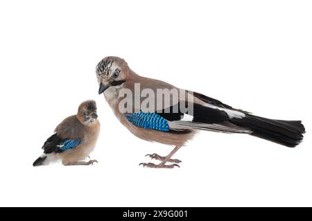 jay with little chick isolated on white background Stock Photo