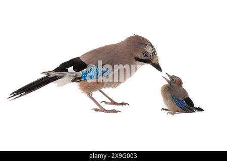 jay with little chick isolated on white background Stock Photo