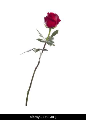 beautiful red rose isolated on white background Stock Photo