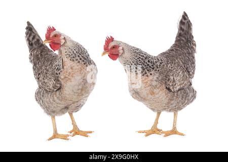 two chickens isolated on white background Stock Photo
