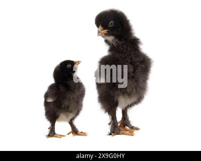 little chicken looks at the big one isolated on white background Stock Photo