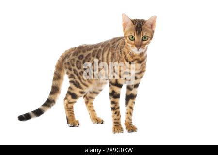 bengal cat isolated on white background Stock Photo