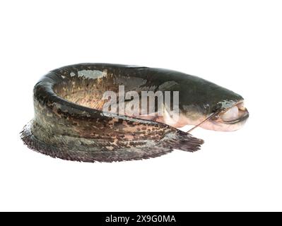 catfish fish isolated on white background Stock Photo