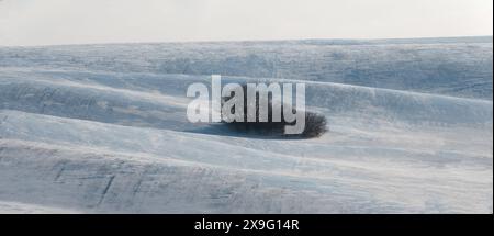 trees stand on a snowy field in winter Stock Photo