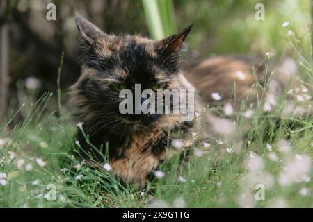 Cute cat lying on flowers in backyard garden. Cat outdoor Stock Photo