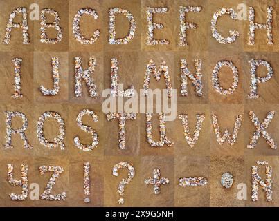 The letter T of the English alphabet, a letter made of seashells on the ...