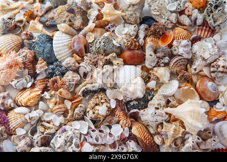 background of sea shells of different colors. many multi-colored shells. place for text Stock Photo