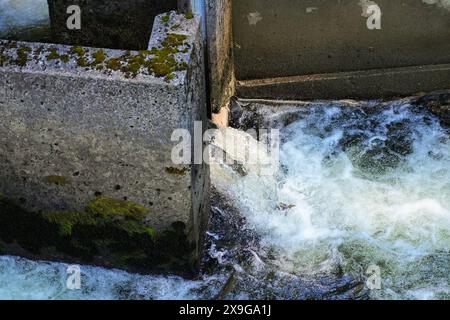 Salmon jumping up into the fish ladder built along the Ketchikan Creek to help salmons to swim upstream the rapids to go spawning Stock Photo