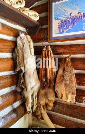 Animal furs hanging in the log house of the Historic Taku Glacier Lodge, a wooden cabin located in the mountains north of the Alaskan capital city Jun Stock Photo