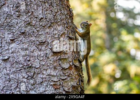 Canadian squirrel climbing the trunk of a sitka spruce tree in the Alaskan mountains north of Juneau Stock Photo