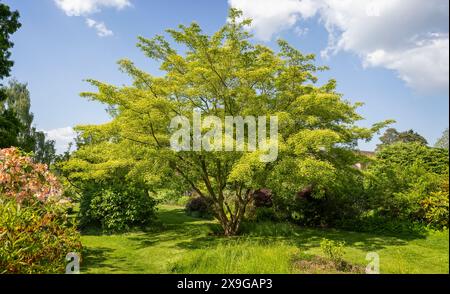 Japanese Pagoda tree in the gardens at Dudmaston Hall, near Quatt, Shropshire, UK oin 19 May 2024 Stock Photo