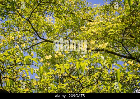 Close up of backlit leaves of Japanese Pagoda tree in the gardens at Dudmaston Hall, near Quatt, Shropshire, UK oin 19 May 2024 Stock Photo