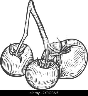 Tomatoes bunch line drawing vector illustration. Stock Vector