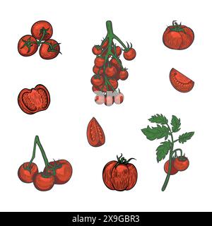 Red tomatoes line drawing illustration set isolated on white background. Stock Vector