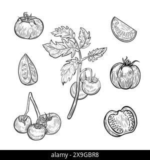 Tomatoes line drawing vector collection. Stock Vector