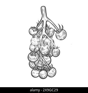 Small tomatoes on branch line drawing vector illustration. Stock Vector