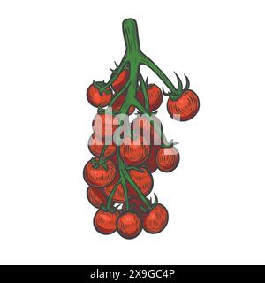 Red cherry tomatoes bunch line drawing isolated on white background. Stock Vector