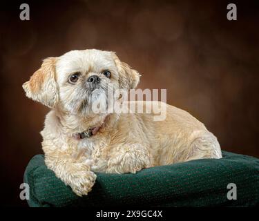 Horizontal front view shot of a golden shih tzu laying on a bed with a brown background. Stock Photo