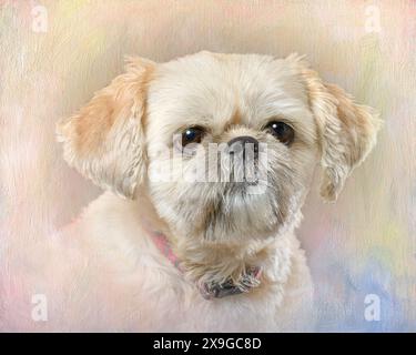 Horizontal portrait of a golden female Shih Tzu on a creative background. Stock Photo