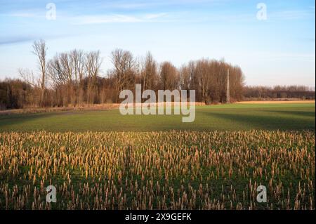 Golden harvested corrn fields and green farmland around Tienen, Flanders, Belgium Stock Photo