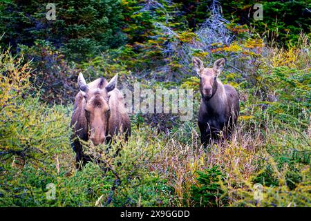 young couple of bull mooses (Alces alces), near St. Anthony, Newfoundland and Labrador, Canada Stock Photo