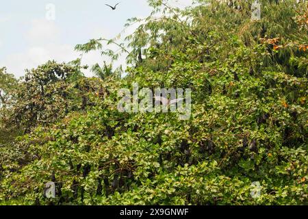 close-up hanging Mariana fruit bat Pteropus mariannus on tree. nature background in Sri Lanka . wild animals in a natural environment for yourself Stock Photo