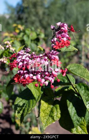 Pink flowers of clerodendrum thomsoniae bleeding glory-bower blossoming plant close up Stock Photo