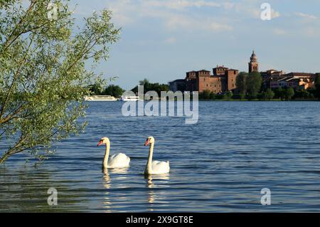 Swan couple in Mantova, Mantua Italy Stock Photo