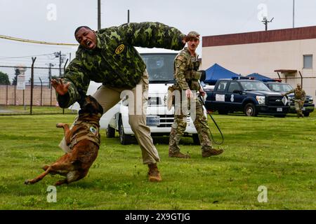 Yokota Air Base, Tokyo, Japan. 19th May, 2024. U.S. Air Force Senior Airman Sean Kendrix, 374th Security Forces Squadron working dog handler holds a K-9 demonstration with MWD Mmina during the 2024 Japanese-American Friendship Festival at Yokota Air Base, Japan, May 19, 2024. Visitors were able to witness the demonstration and many of Yokota AB's airlift missions in action including a static line jump collaboration with Japan Ground Self-Defense Force special operations members. (Credit Image: © U.S. Air Force/ZUMA Press Wire) EDITORIAL USAGE ONLY! Not for Commercial USAGE! Stock Photo