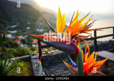 Bird of paradise (strelitzia reginae) flower blooming above the village of Ponta Delgada on the north coast of Madeira island (Portugal) in the Atlant Stock Photo