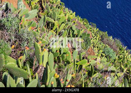 Nopal cactuses with prickly pear growing on the slopes of Madeira island (Portugal) above the waters of the Atlantic Ocean in Caniço near Funchal Stock Photo