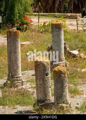 Ancient stone pillars of ruins surrounded by vegetation and grasses, Tunis in Africa with Roman ruins, modern mosques and blue and white houses in Stock Photo