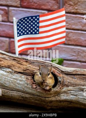 sweet little chipmunk pops out of a hollow log on the 4th of July Stock Photo