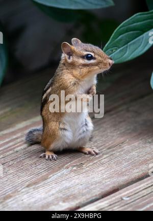 Tiny chipmunk stands on his back legs and poses for a portrait Stock Photo