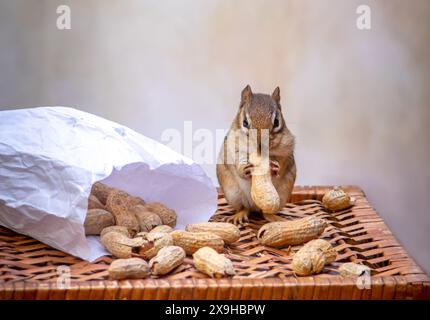 Cheeky chipmunk steals a bag of peanuts during a porch picnic Stock Photo