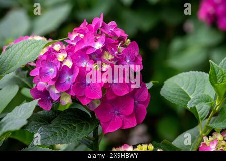 A beautiful pink and purple hydrangea blooms in a summertime garden in North America Stock Photo