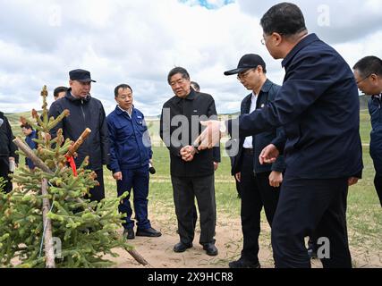 Hohhot, China's Inner Mongolia Autonomous Region. 31st May, 2024. Chinese Vice Premier He Lifeng, also a member of the Political Bureau of the Communist Party of China Central Committee, investigates the progress of desertification prevention and control in Hexigten Banner, north China's Inner Mongolia Autonomous Region, May 31, 2024. He Lifeng made a research trip to north China's Inner Mongolia Autonomous Region from Thursday to Friday for the Three-North Shelterbelt Forest Program as well as other key ecological projects. Credit: Bei He/Xinhua/Alamy Live News Stock Photo