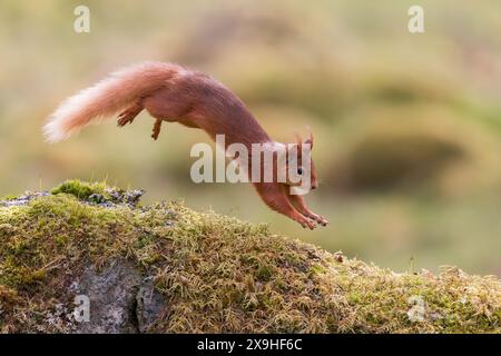 Red Squirrel [ Sciurus vulgaris ] jumping along on mossy rock in Perthshire, Scotland, UK Stock Photo