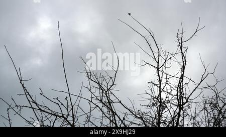 Late autumn on a grey day and the last leaves hang onto a silhouetted plum tree Stock Photo