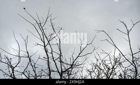 Late autumn on a grey day and the last leaves hang onto a silhouetted plum tree Stock Photo