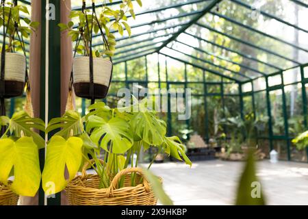 Glass House Studio bathed in sunlight, lush green plants aglow Stock Photo