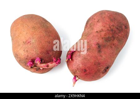 Potatoes sprouted for planting isolated on white background Stock Photo
