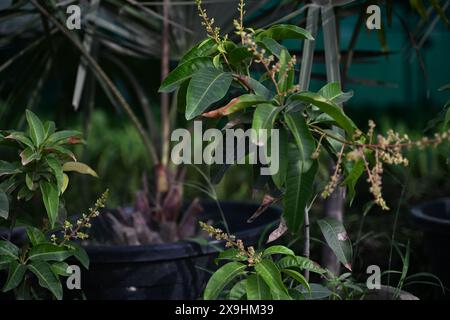 High quality image of a full-grown mango tree bathed in warm sunlight, showcasing its expansive branches adorned with vibrant clusters of pink flowers. Stock Photo